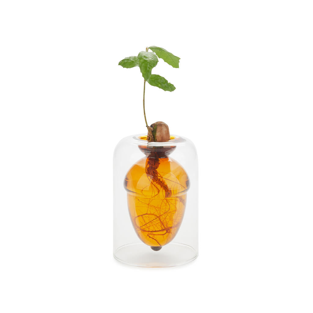 Keimglas "Acorn Vase" – Doppelwandig · 12 cm | Balvi