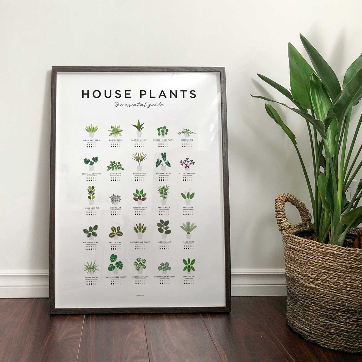 HOUSE PLANTS GUIDE - Poster 40x50 cm | Everlong Print