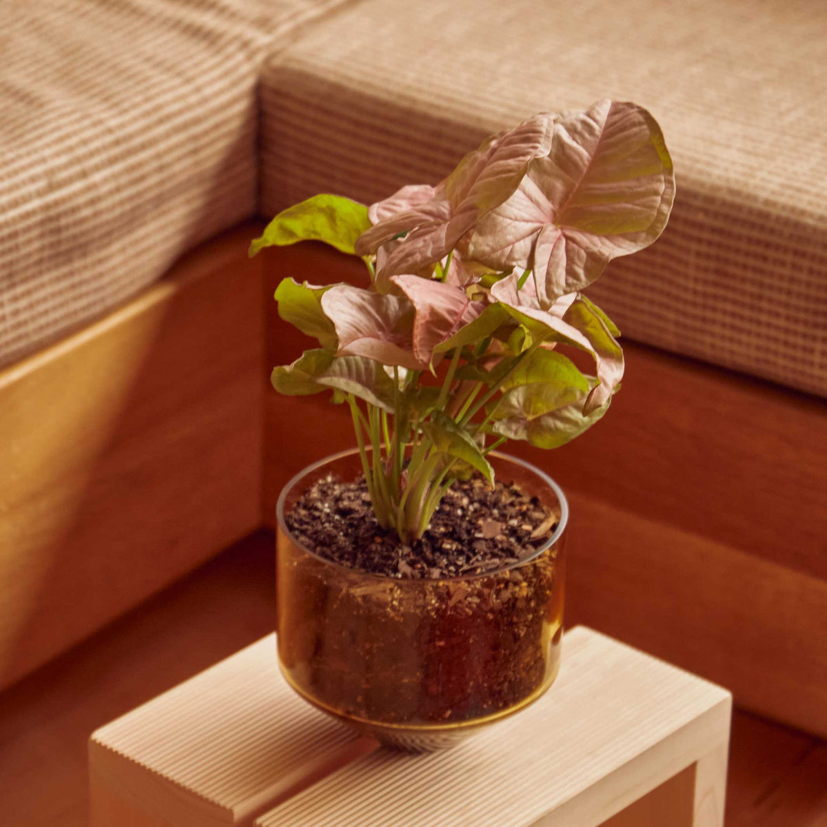 MODEL THREE PLANTER | BLUMENTOPF & PFLANZGEFÄSS | D=15 cm | Sam Bigio | Areaware
