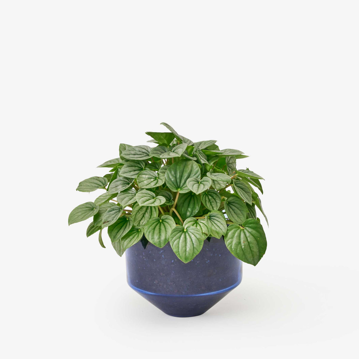 MODEL THREE PLANTER | BLUMENTOPF & PFLANZGEFÄSS | D=15 cm | Sam Bigio | Areaware