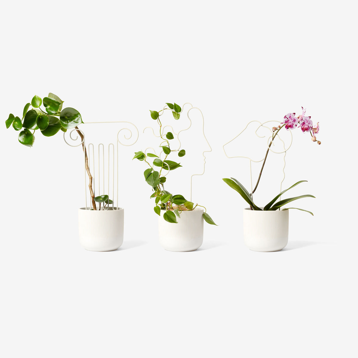 PLANT TRELLIS | PFLANZEN-RANKGITTER | Chen Chen & Kai Williams | Areaware