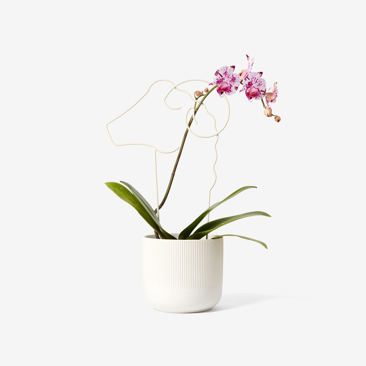 PLANT TRELLIS | PFLANZEN-RANKGITTER | Chen Chen & Kai Williams | Areaware