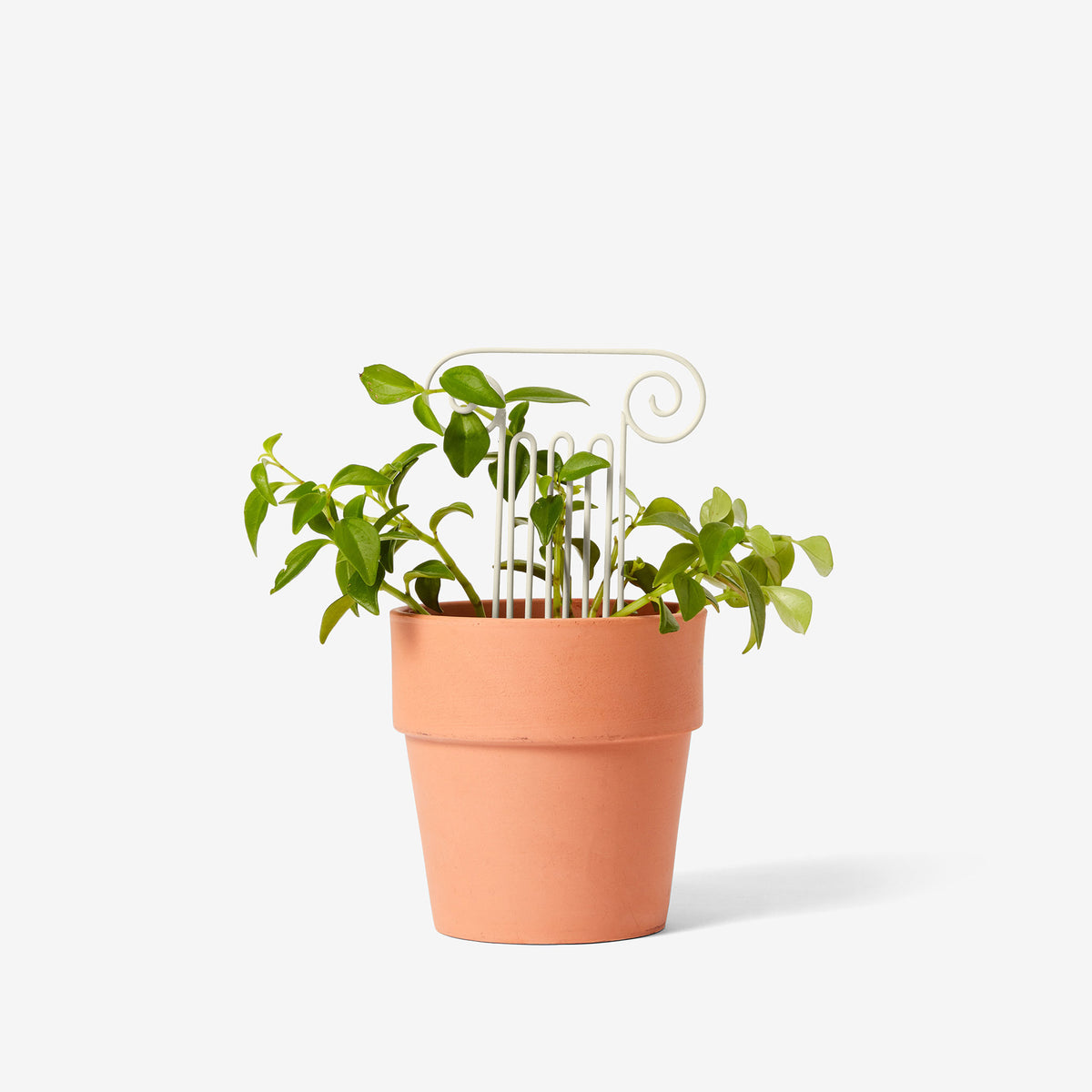 PLANT TRELLIS | PFLANZEN-RANKGITTER | Chen Chen & Kai Williams | Areaware