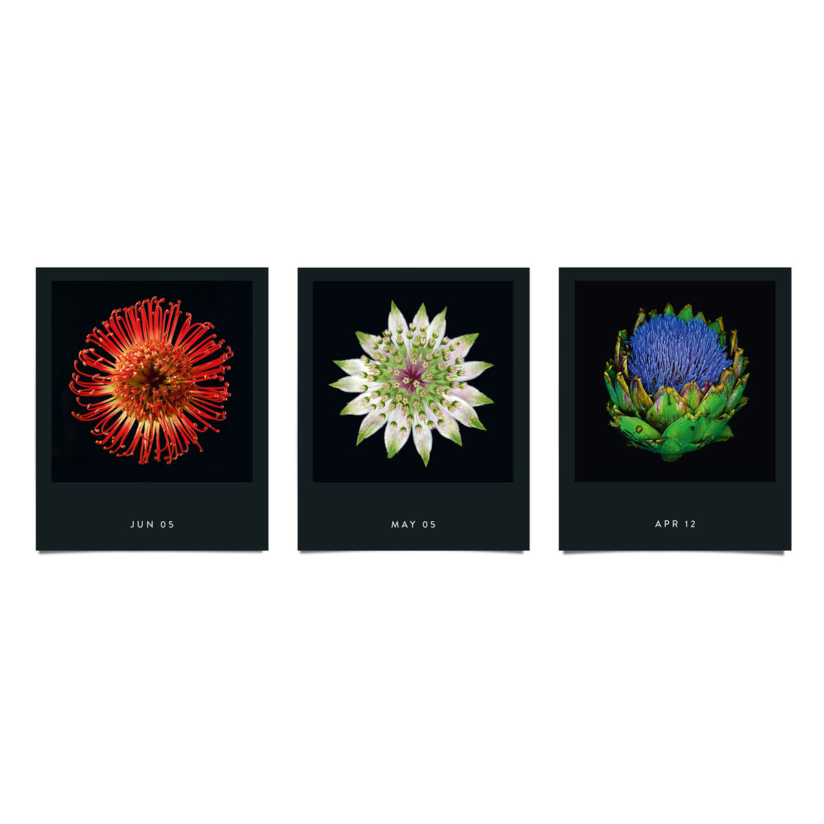 FLAMBOYANT FLOWERS | A flower a day | Blumen KALENDER | Nicolas Mériel | seltmann+söhne