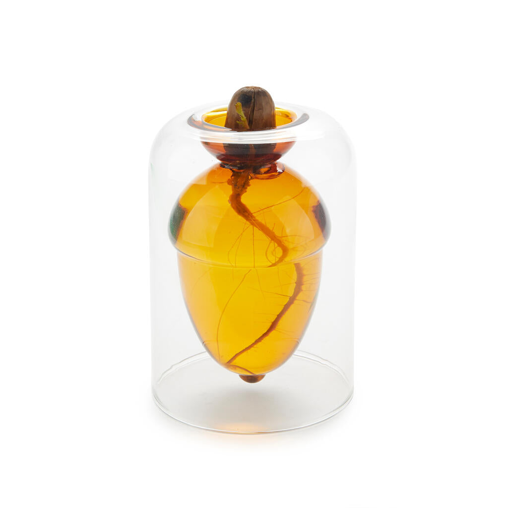 Keimglas "Acorn Vase" – Doppelwandig · 12 cm | Balvi
