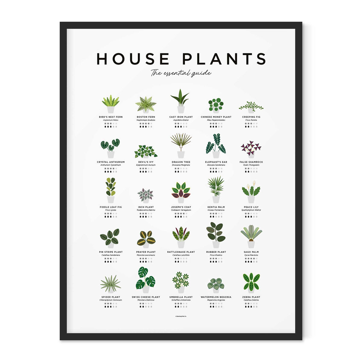 HOUSE PLANTS GUIDE - Zimmerpflanzen Poster 40x50 cm | Everlong Print