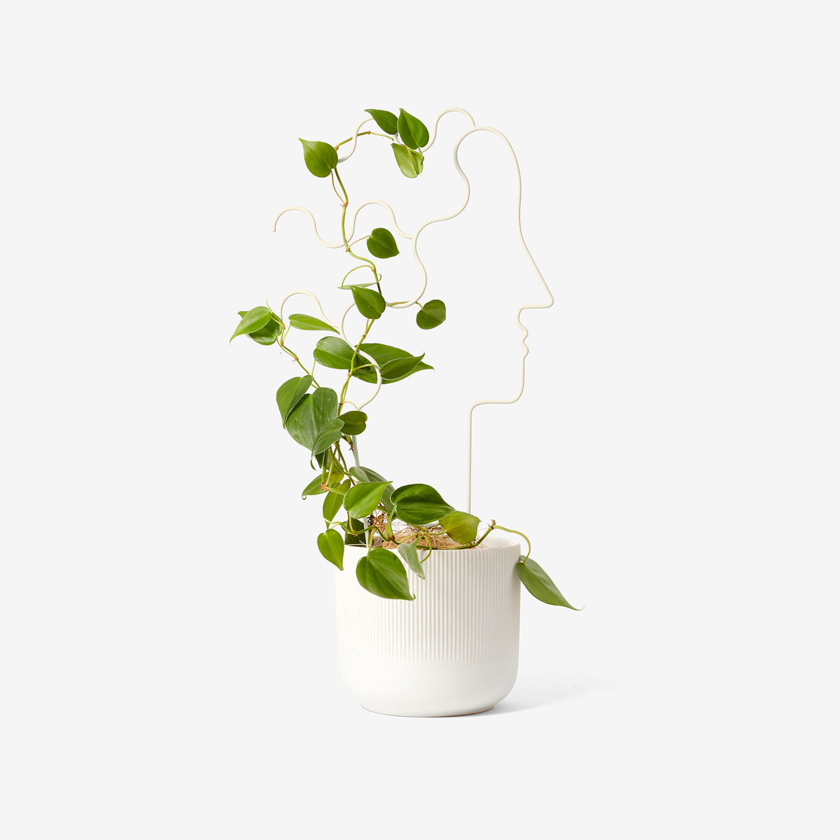 PLANT TRELLIS | PFLANZEN-RANKGITTER | Chen Chen & Kai Williams | Areaware