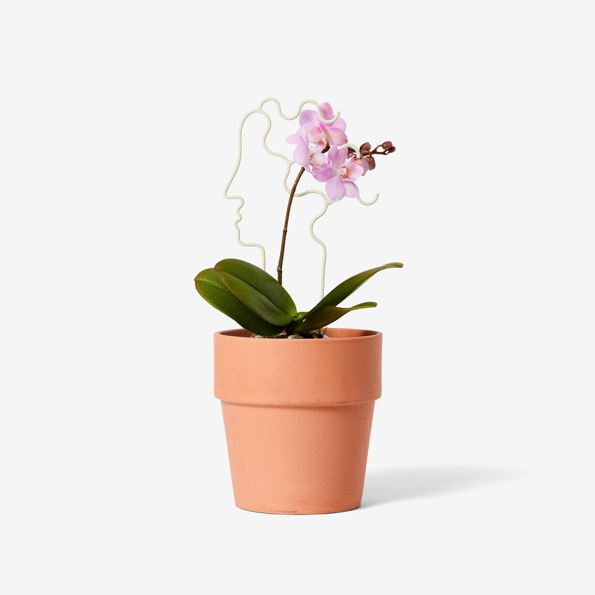 PLANT TRELLIS | PFLANZEN-RANKGITTER | Chen Chen & Kai Williams | Areaware