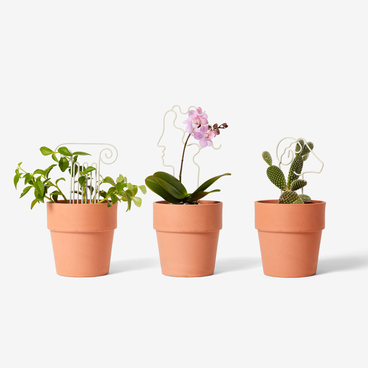 PLANT TRELLIS | PFLANZEN-RANKGITTER | Chen Chen & Kai Williams | Areaware