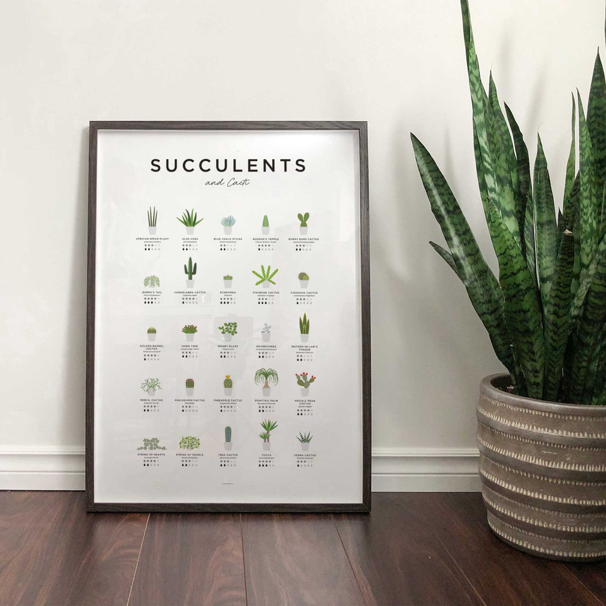 SUCCULENTS & CACTI GUIDE - Sukkulenten & Kakteen Poster 40x50 cm | Everlong Print