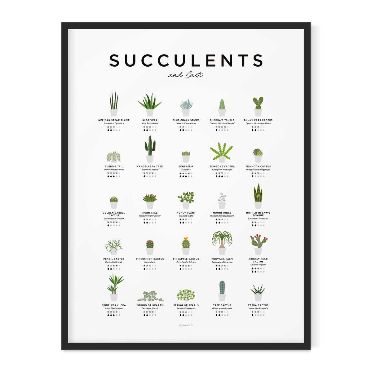 SUCCULENTS & CACTI GUIDE - Sukkulenten & Kakteen Poster 40x50 cm | Everlong Print