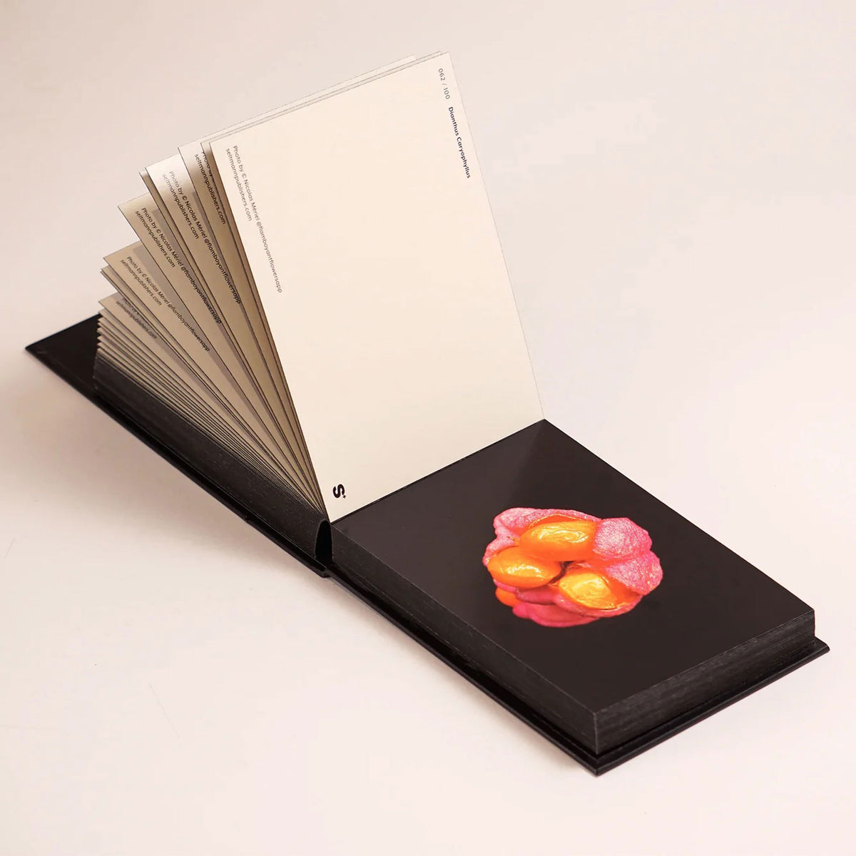 THE BLOOMING BOOK | Flamboyant Flowers | Flower postcards BOOK | Nicolas Mériel | seltmann+söhne
