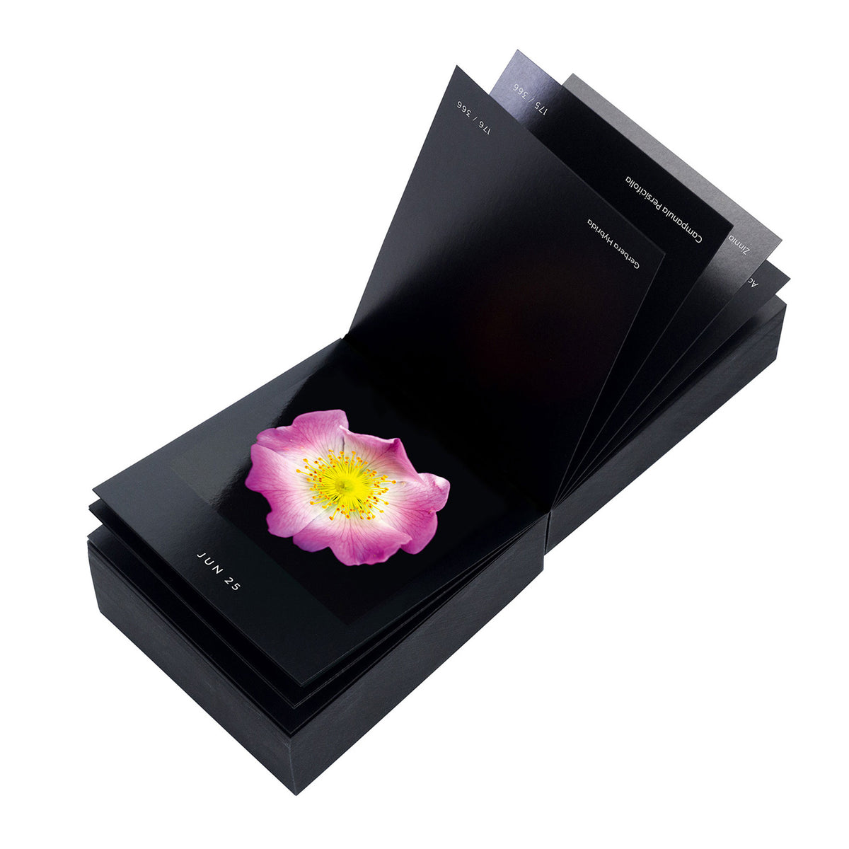 FLAMBOYANT FLOWERS | A flower a day | Blumen KALENDER | Nicolas Mériel | seltmann+söhne