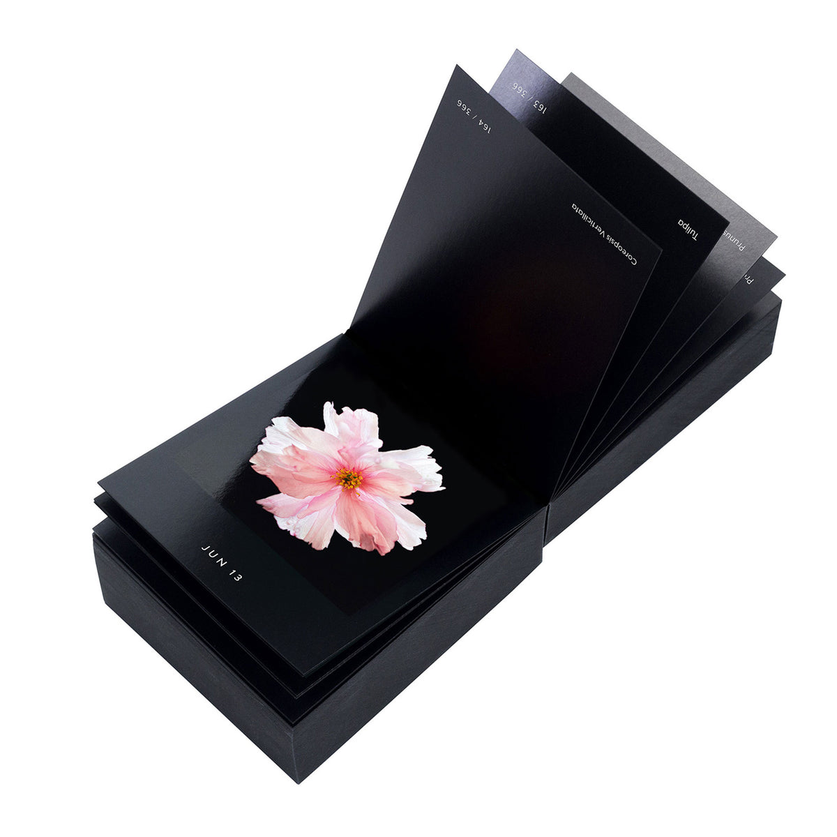 FLAMBOYANT FLOWERS | A flower a day | Blumen KALENDER | Nicolas Mériel | seltmann+söhne