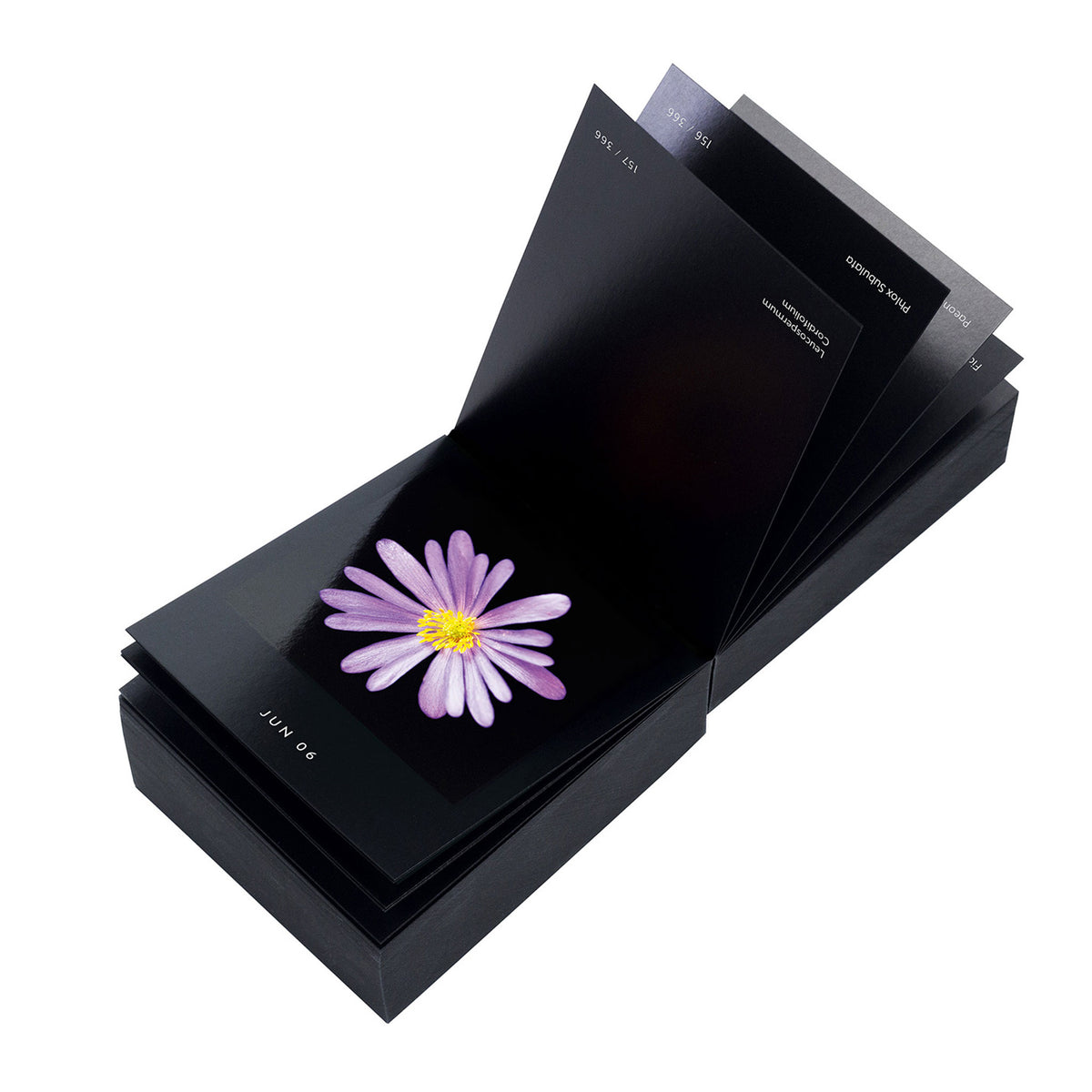 FLAMBOYANT FLOWERS | A flower a day | Blumen KALENDER | Nicolas Mériel | seltmann+söhne
