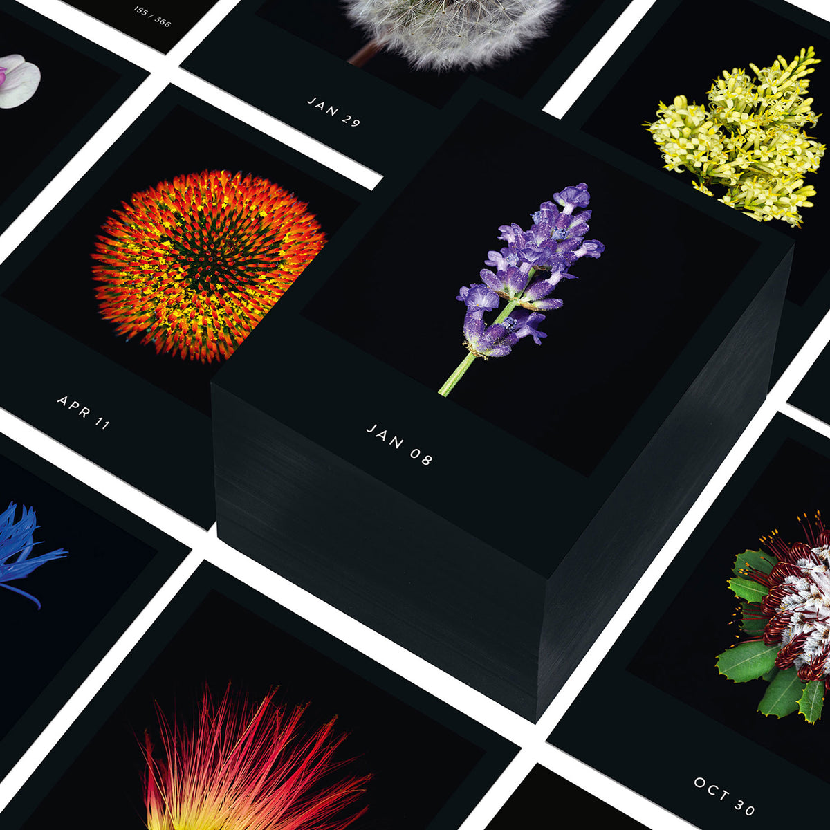 FLAMBOYANT FLOWERS | A flower a day | Blumen KALENDER | Nicolas Mériel | seltmann+söhne