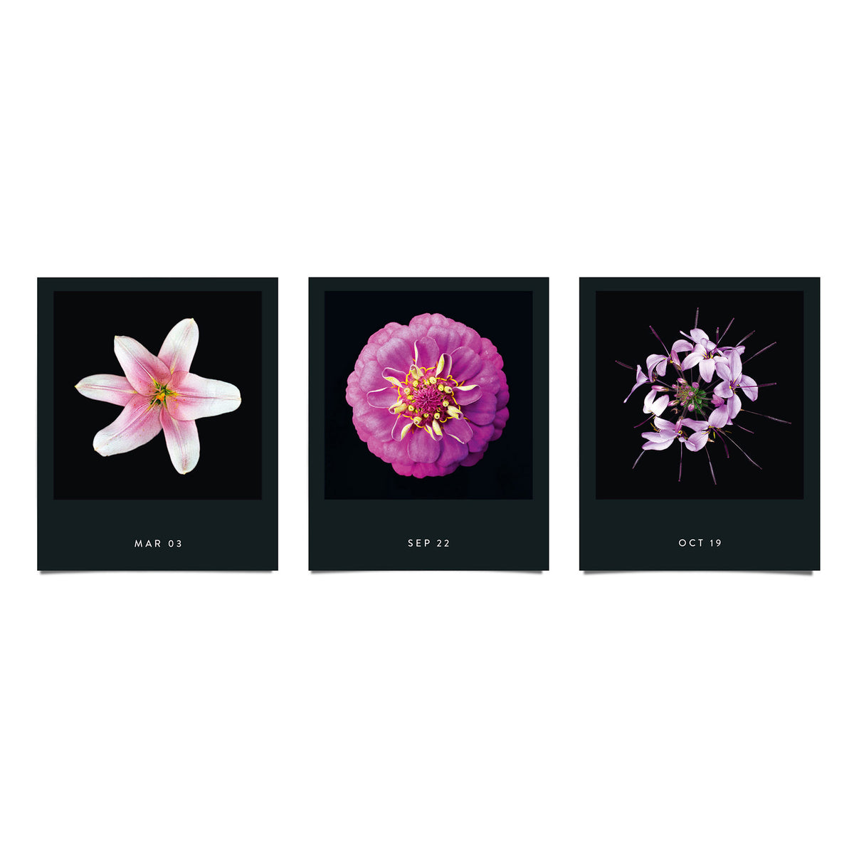 FLAMBOYANT FLOWERS | A flower a day | Blumen KALENDER | Nicolas Mériel | seltmann+söhne