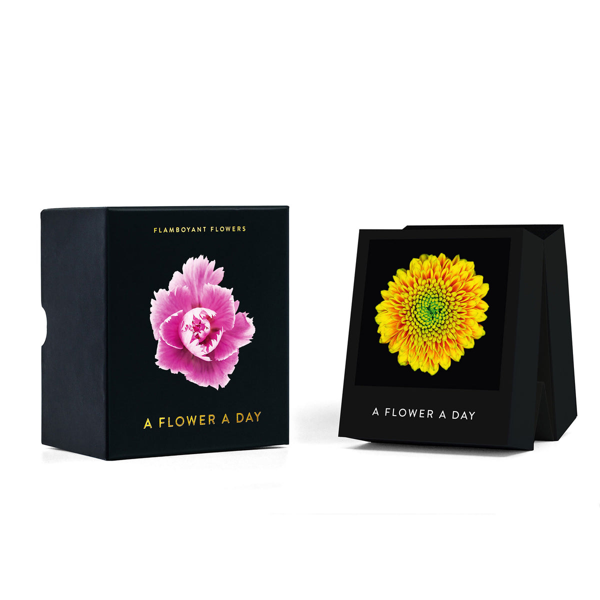 FLAMBOYANT FLOWERS | A flower a day | Blumen KALENDER | Nicolas Mériel | seltmann+söhne